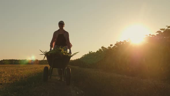 Woman Farmer Rolls a Wheelbarrow Full of Harvest Sweet Corn alt