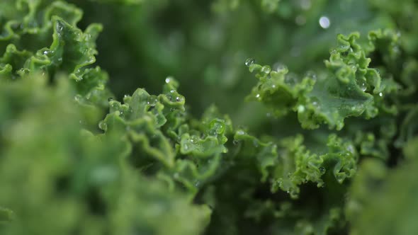 Kale Close Up With Water Droplets Spinning 02