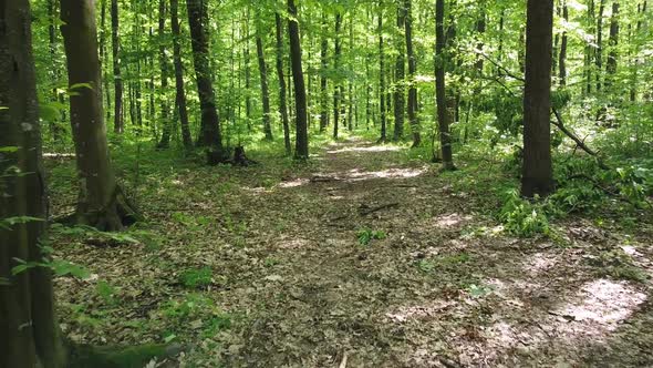 Old green forest, bright sunny day, meadow between trees.