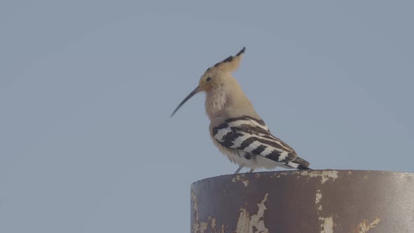Hoopoe Bird Singing On a Metal Pole