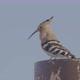 Hoopoe Bird Singing On a Metal Pole - VideoHive Item for Sale