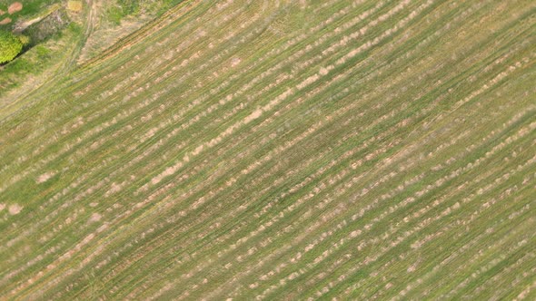 Whimsical Panoramic Aerial View on an Abstract Linear Pattern in the Field alt