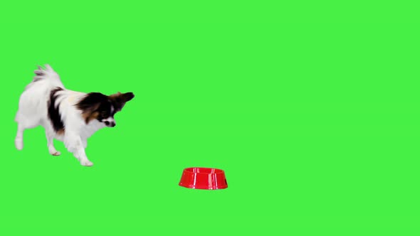 Papillon Having a Meal Eating From a Bowl on a Green Screen Chroma Key