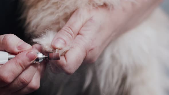 Groomer Sharpens Claws of Dog with Tool Veterinary Salon Closeup alt
