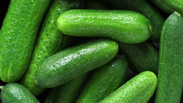 Close Up of Fresh Green Cucumbers with Water Drops Rotate on Board