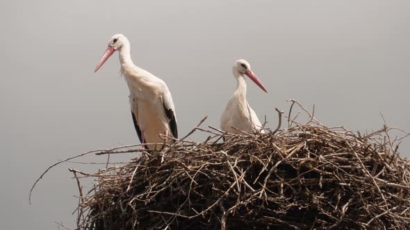 Two White Storks In The Nest On The Roof In Germany