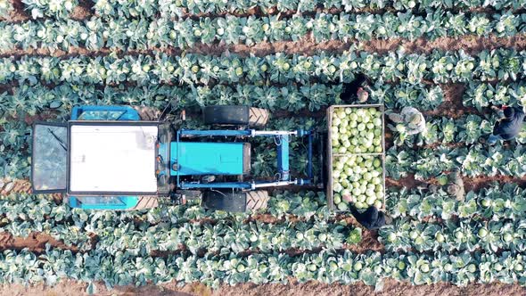 Top View of Agricultural Workers Putting Cabbage Into Containers alt