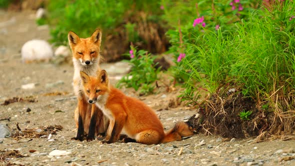 Wild Foxes live around camp at McNeil River Game Sanctuary