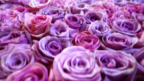 Natural Roses Background alt
