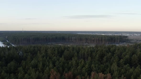 Ancient Winter Forest