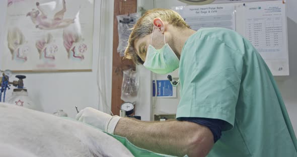 Veterinary surgery - Veterinarian operating a white dog in a pet clinic alt