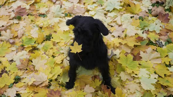 Top View of a Black Giant Schnauzer Sitting on Golden Yellow Fallen Leaves alt
