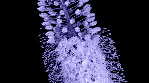 Toned in Violet Flower Eremurus Blooming in Time Lapse on a Black Background alt