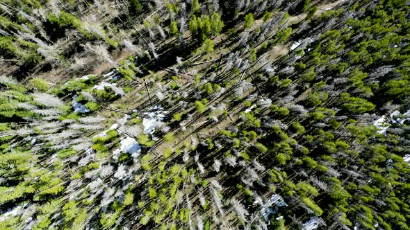 Aerial Top-Down Shot of Pine Trees on a Mountain (Frisco, Colorado)