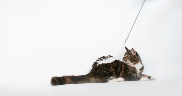 Brown Tortie Blotched Tabby and White Maine Coon Domestic Cat, Female playing White Background, alt