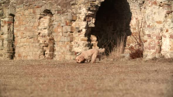 A Poodle Dog Runs and Sniffs on a Ruined Castle Background alt