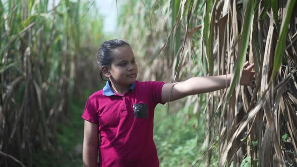 Slowmotion Shot of an Indian Boy Walking in a Sugarcane Field Grass Field