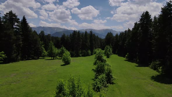 Pine Forests And Alpine Meadows alt