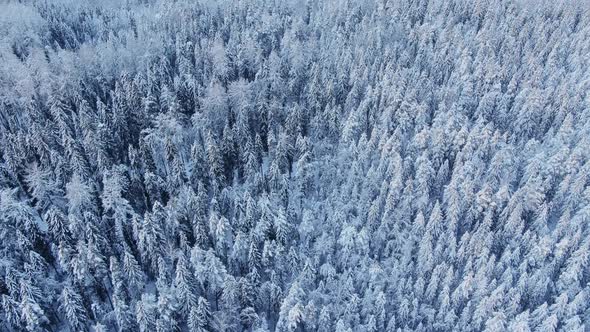 Wonderful Forest with Old Trees Covered with Snow in Winter alt