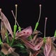 Time-lapse of dying pink lily bouquet - VideoHive Item for Sale