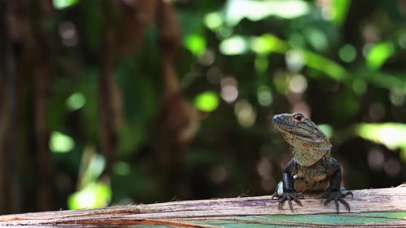 Black Spiny Tailed Iguana (ctenosaura similis), Costa Rica Wildlife and Rainforest Animals, Warm Blo alt
