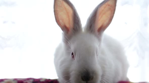 Pretty White Fluffy Bunny Isolated on White Background alt