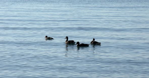 Mother duck with ducklings swimming in the lake on a sunny day alt