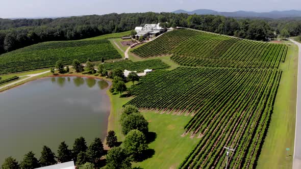 Aerial view of vineyard in Georgia. showing beautiful rows and landscape. alt