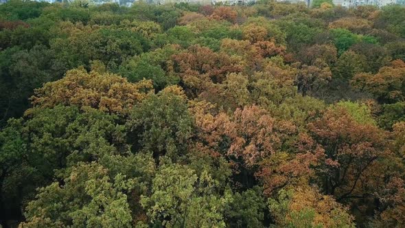 Flying Over the Park in Autumn Colorful Treetops