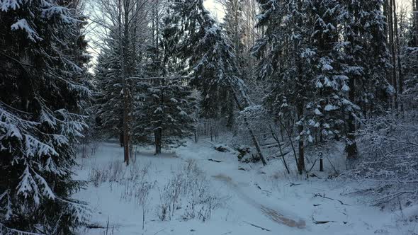 Forest in Winter