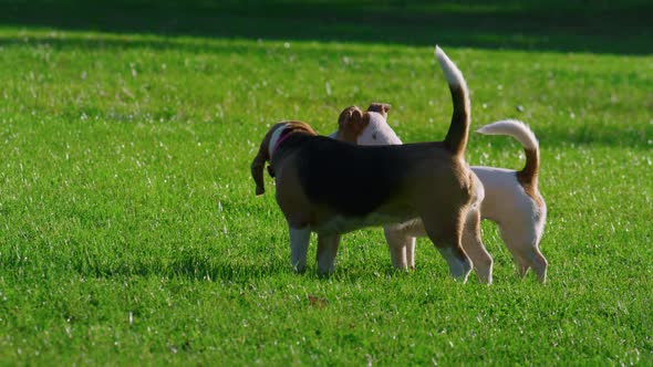 Two Dogs Standing Grass Sunny Park alt