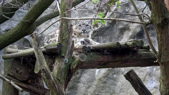 Portrait of a male snow leopard (Panthera uncia) with piercing eyes