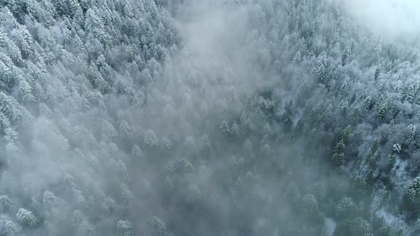 Winter Nature Concept. Aerial View of Snow-covered Fir Trees in the Mountains in the Morning Fog alt