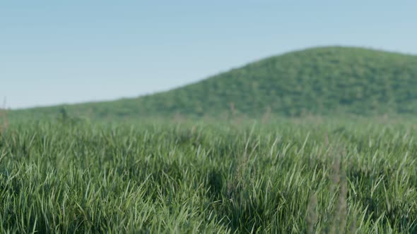 Soft Defocused Spring Background with a Lush Green Grass alt