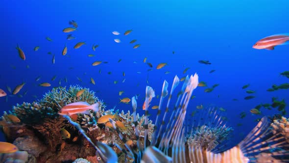 Beautiful Underwater Life alt