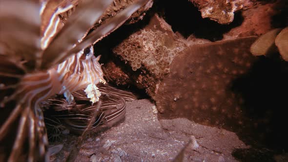 Tropical Catfish and Underwater Lionfish alt