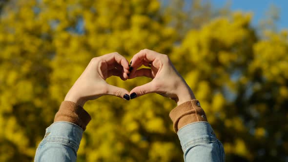Woman hands in heart shape against mimosa tree with flowers on blue sky and sunny day alt