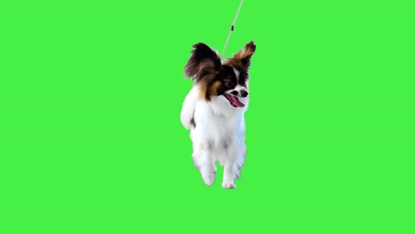 Funny Papillon Dog Running Forward on a Green Screen Chroma Key