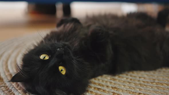 Portrait of Cute Black Greeneyed Fluffy Cat Lying on Floor and Looking at Camera alt