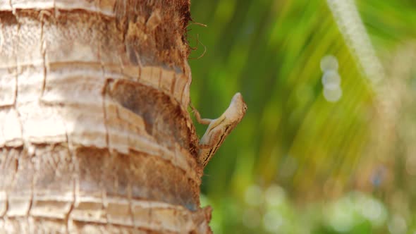 Striped Anole (Anolis lineatus) sitting in palm tree climbing away, Curacao alt