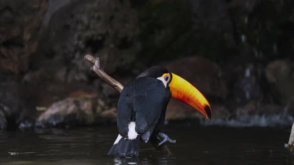 A Toco Toucan Bathing in the Water While Perched on a Branch Cleaning Himself. alt