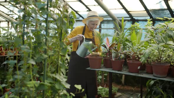 Senior Female Gardener Watering Pot Plants Busy with Activities in Glasshouse alt