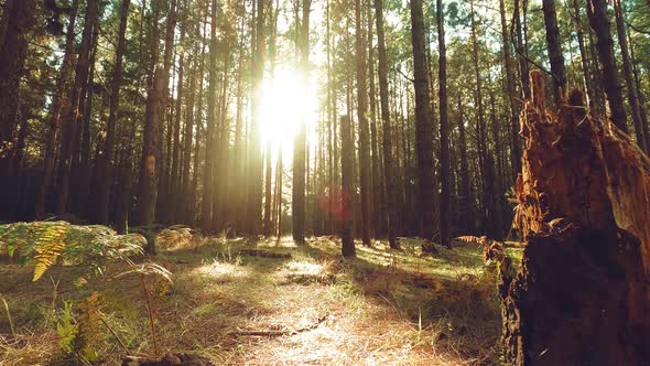 Forest against the sun, Teide National Park, Tenerife, Spain alt