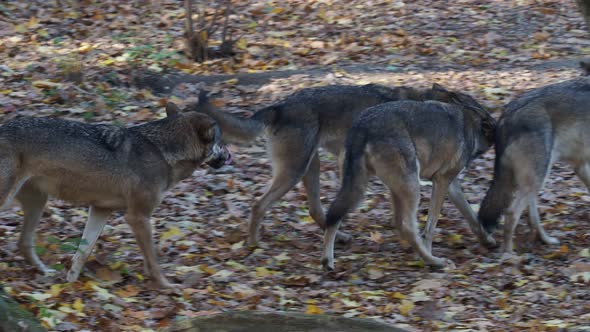 European gray wolves (Canis lupus lupus) is running in the forest. Pack of wolves.