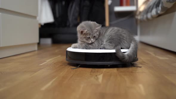 Cute Little Scottish Straight Kitten Gray Color Tired Running and Playing with Robot Vacuum Cleaner alt