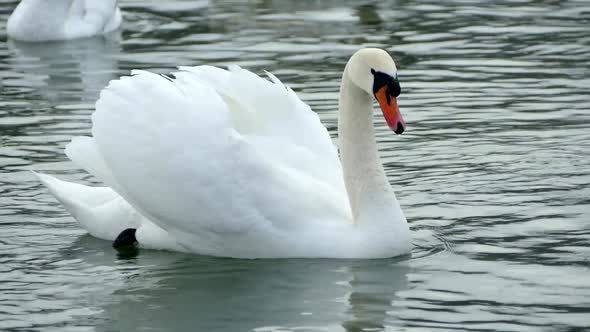 White Swan Swims on a Winter Lake