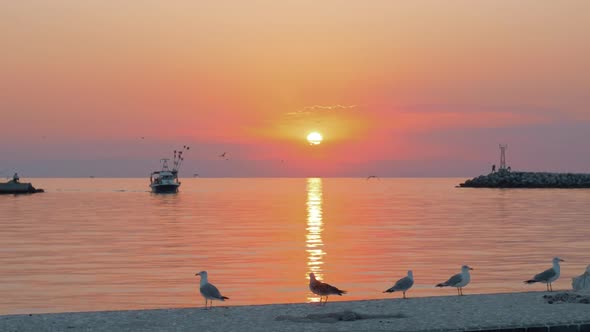 Marine scene with boat and seagulls at sunset alt