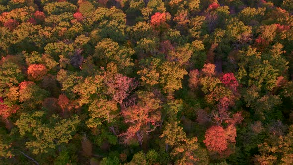 Aerial Shot of Forest in Fall Season alt