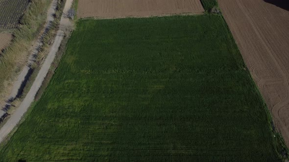 Drone View of Wheat Field alt