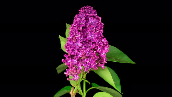 Beautiful Time Lapse of Opening Violet Flower of Lilac on a Black Background alt